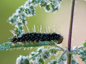Nymphalis: European Peacock