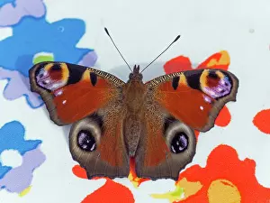 Nymphalis: European Peacock