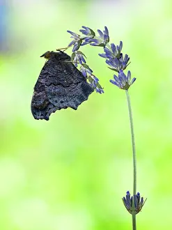 Nymphalis: European Peacock