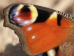 Nymphalis: European Peacock