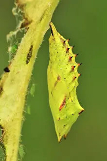 Peacocks: European Peacock chrysalis pupa