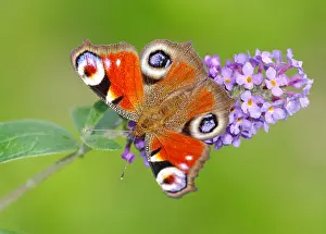 Lepidopteran: European Peacock (Inachis io, Io nymphalis) Heidenreichstein