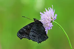 Peacocks: European Peacock underwing