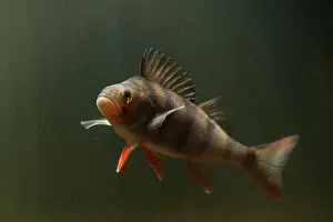 Perca: European Perch