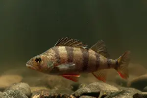 Perca: European Perch