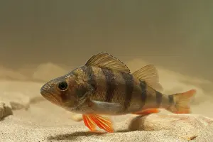 Perca: European Perch