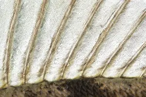 Perca: European Perch