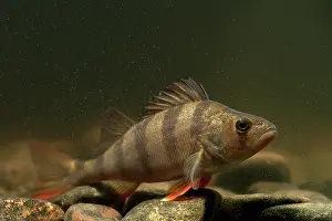 Perca: European Perch