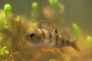 Jong: European Perch