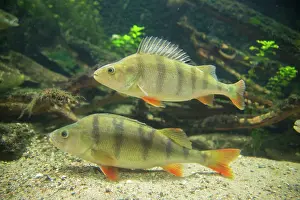Redfin: European Perch