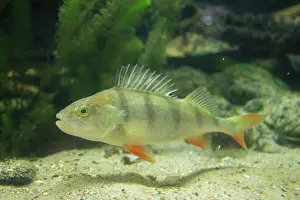Redfin: European Perch