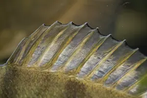 Redfin: European Perch