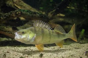 Redfin: European Perch