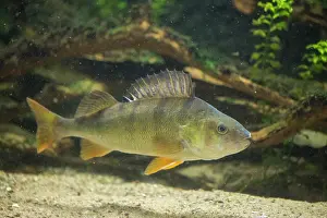 Redfin: European Perch
