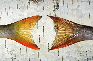 Ural: European Perch - two fish-tails placed on a birch-tree