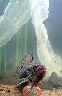 Perca: European perch and its laying (Perca fluviatilis)