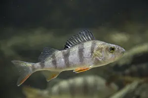 Redfin: European Perch, Redfin Perch - fish under water