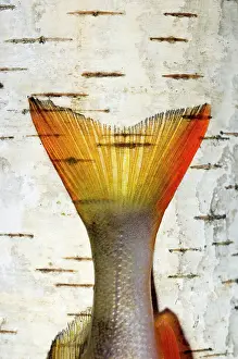 Ural: European Perch - single fish-tail placed on a birch-tree