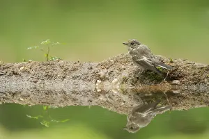 Ficedula: European Pied Flycatcher