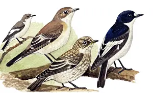 Ficedula: European Pied Flycatcher