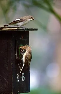 Nestbox: European Pied Flycatcher