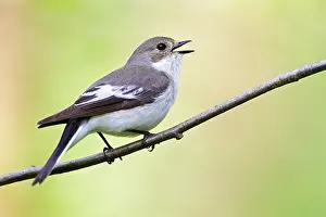 Ficedula: European Pied Flycatcher