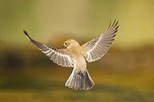 Silhouettes: European Pied Flycatcher (Ficedula hypoleuca) in flight at a water pool