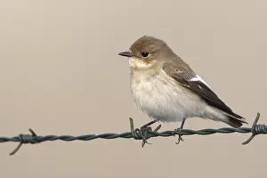 Ficedula: European Pied Flycatcher (Ficedula hypoleuca) s