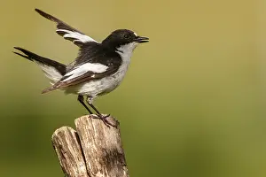 050618: European Pied Flycatcher - male perched on a