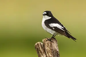 050618: European Pied Flycatcher - male perched on a