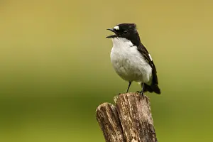 050618: European Pied Flycatcher - male perched on a