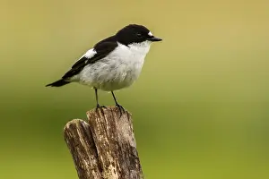 050618: European Pied Flycatcher - male perched on a
