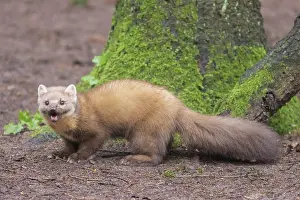 030722: European Pine Marten - adult marten - Germany