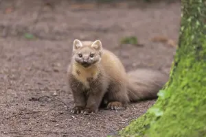 030722: European Pine Marten - adult marten - Germany