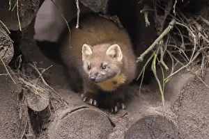030722: European Pine Marten - adult marten - Germany