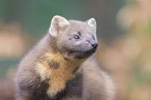 030722: European Pine Marten - adult marten portrait - Germany