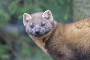 030722: European Pine Marten - adult marten portrait - Germany