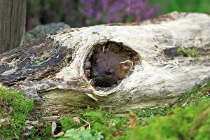 Appearing: European Pine Marten - appearing from hole in old log