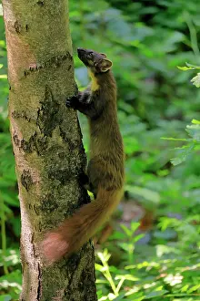 Martes: European pine marten (Martes martes), adult, climbing