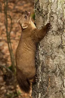 Climb: European pine marten (Martes martes)