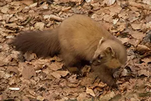 Heathland: European pine marten (Martes martes)