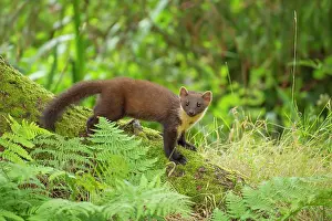 Martes: European pine marten (Martes martes) adult on a