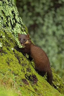 Martes: European pine marten (Martes martes) adult on a