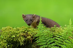 Stonewall: European pine marten (Martes martes) adult on a