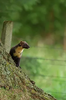 Martes: European pine marten (Martes martes) adult on a
