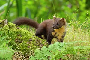 Martes: European pine marten (Martes martes) adult on a