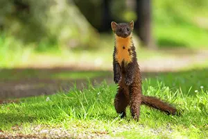 Martes: European pine marten (Martes martes) adult standing
