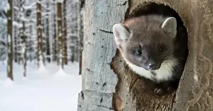 Hatching: European pine marten (Martes martes) hatching in