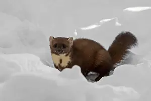 Martes: European pine marten (Martes martes) hunting in