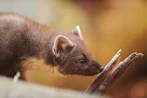 Martes: European pine marten (Martes martes), portrait